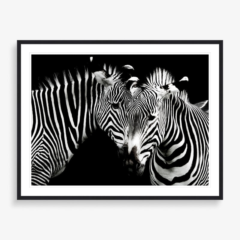 Zebra large wall art photography piece