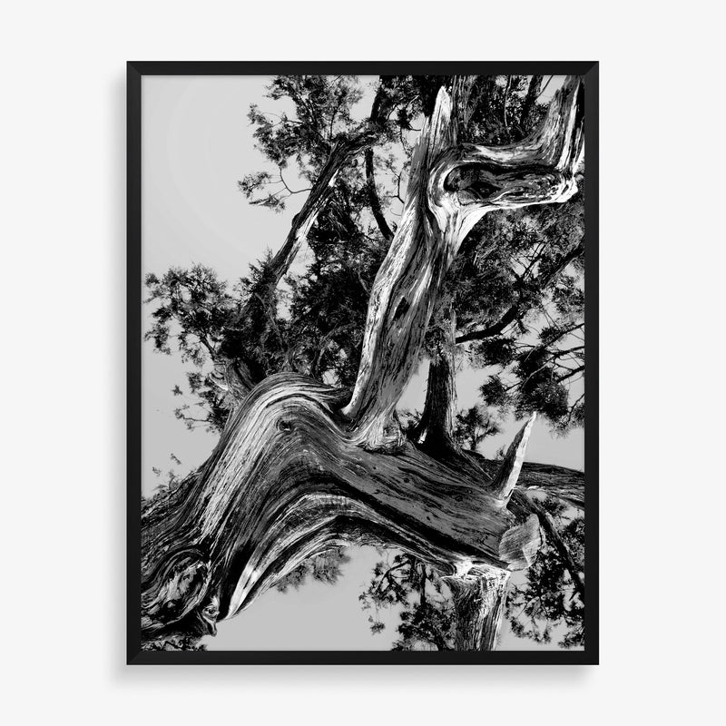 Large wall art featuring tree photograph in black and white.