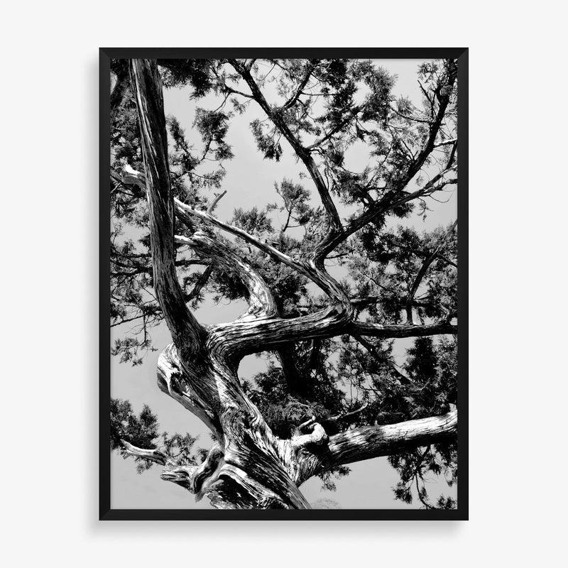 Large wall art featuring tree photograph in black and white.