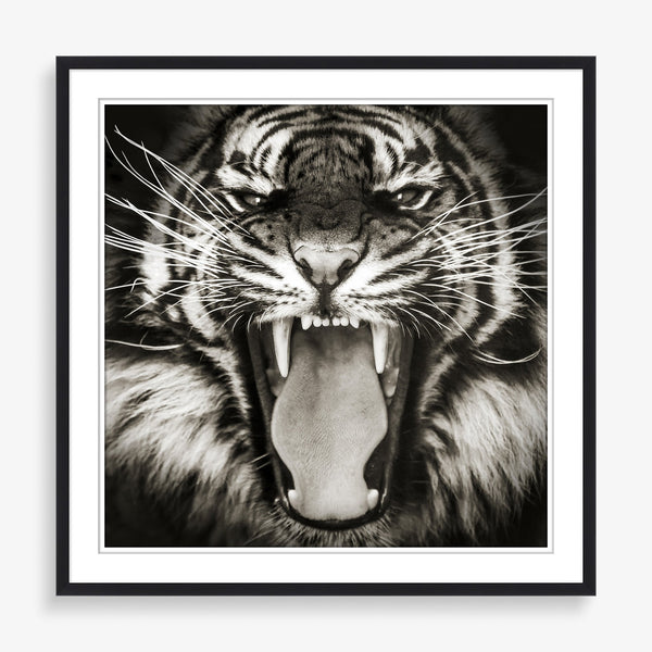 Large wall art of nature photography featuring a tiger in black and white and contrast. 
