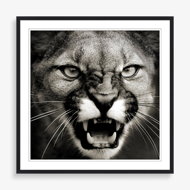 Large wall art of nature photography featuring a puma in black and white and contrast. 