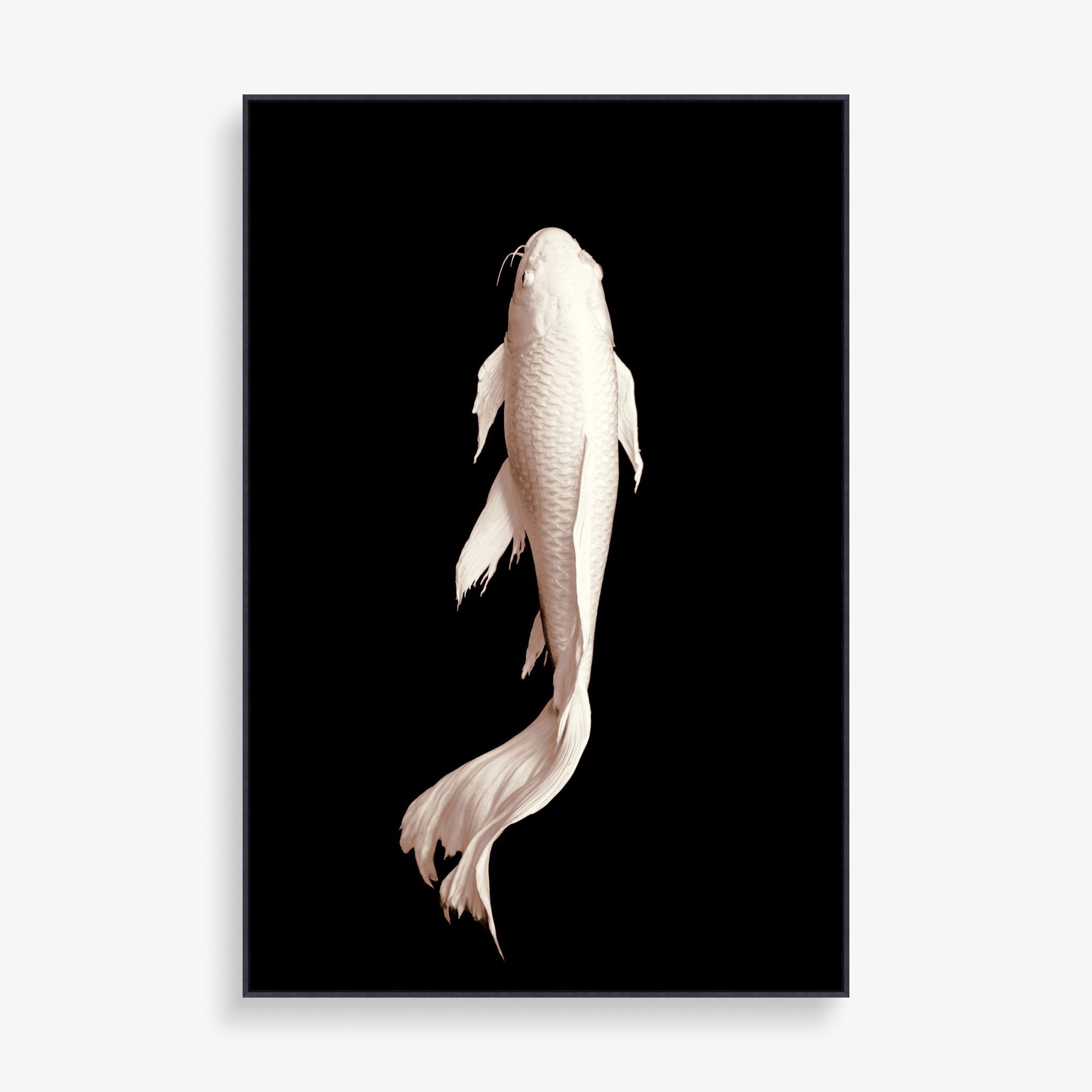 Koi Fish Drawings White