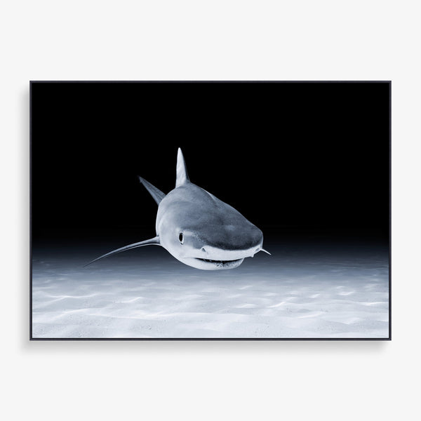 Large wall art featuring shark natural photography