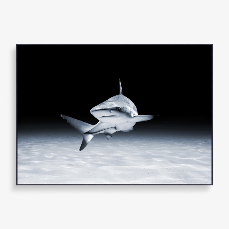 Large wall art featuring shark natural photography 