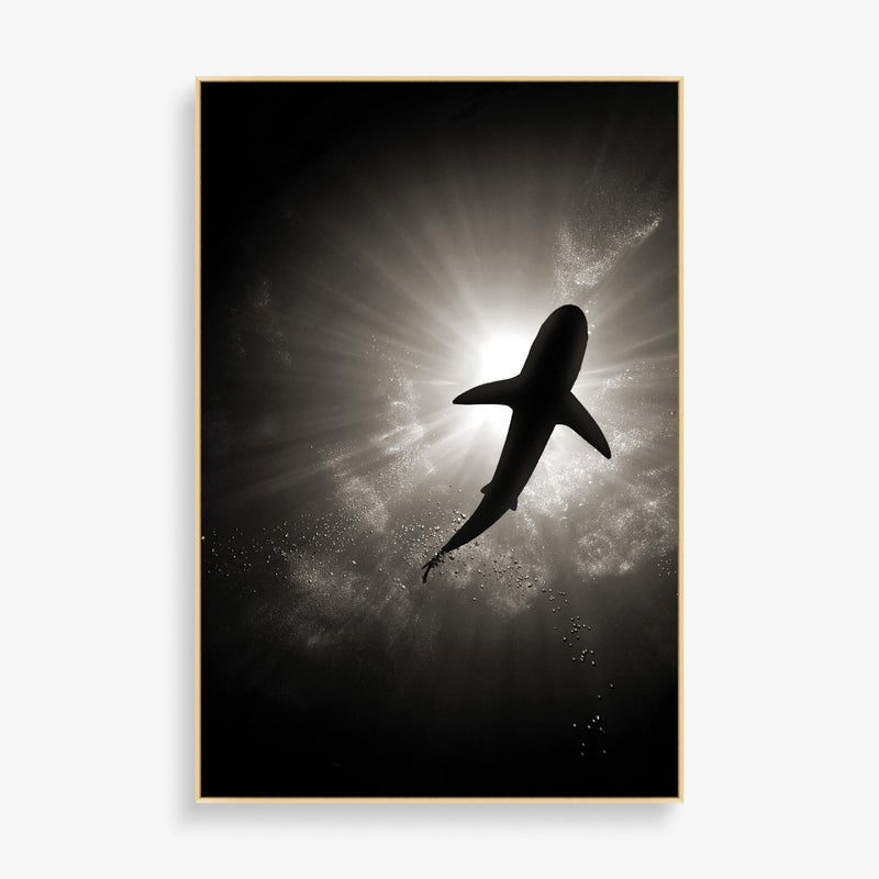 Large wall art featuring shark photography