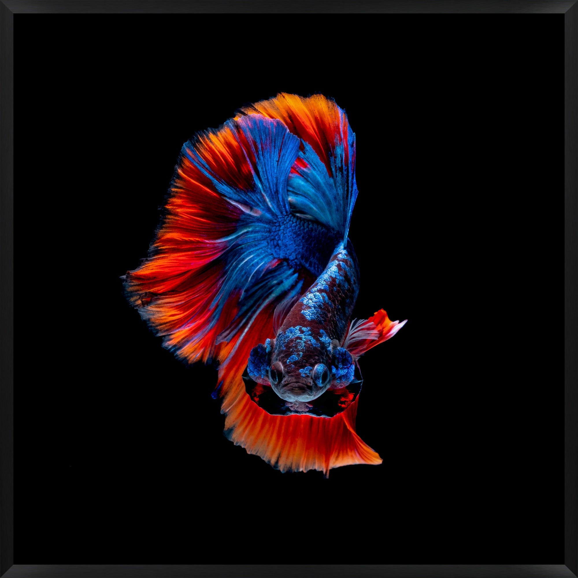 Colorful – Mat Sanders